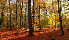 Der Grunewald - Ein Jahr unter Bäumen