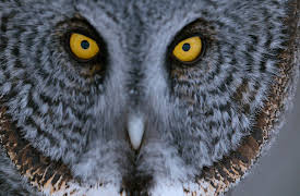 Earthsounds: Winter Woodlands