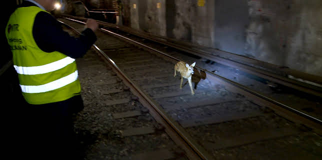 23:45: T-banen Stockholm (S8 E14) (S8) | MAX | 1/20 2026