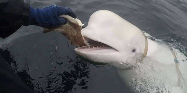 21:50: Jeremy Wade: Geheimnisse der Tiefe | Kabel Eins Doku | 12/6 2025