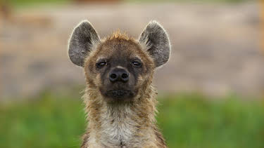 16:45: Afrikas Ikonen der Tierwelt (2/3) | 3SAT | 5/29 2026