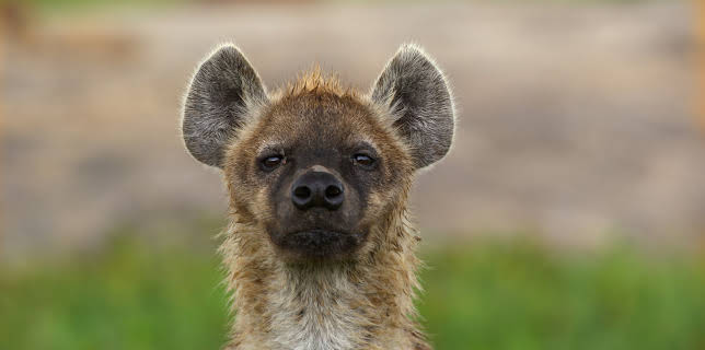 13:40: Afrikas Ikonen der Tierwelt (2/3) | 3SAT | 11/9 2025