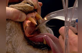 Campus Vets: Campus Vets - Season 1, Episode 5 - Foal In Distress