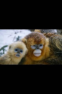17:10: El imperio salvaje de China: Monos dorados: Desafiando lo imposible | Nat Geo Wild | 10/13 2026