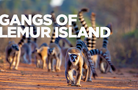 Gangs Of Lemur Island: Battle Lines