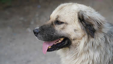 11:20: Animal Cops Houston (S9 E2) (S9) | Animal Planet | 1/30 2026