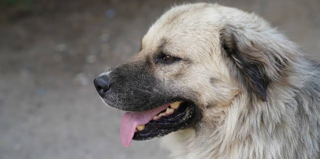 10:20: Animal Cops Houston (S9 E2) (S9) | Animal Planet | 1/30 2026