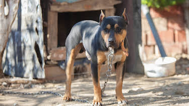 02:15: Animal Cops Houston (S17 E5) (S17) | Animal Planet | 4/8 2026