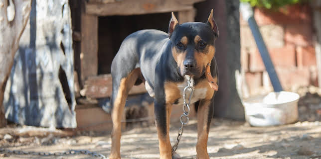 06:50: Animal Cops Houston (S17 E5) (S17) | Animal Planet | 11/9 2025