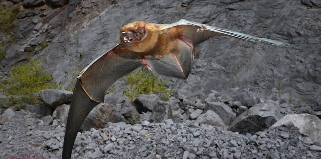 9:00 AM: Deadly Predators (S1) | BBC Two | 11/15 2025