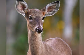 Wild Wild East: Deer