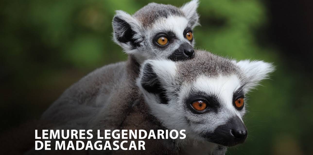 Lemures Legendarios De Madagascar