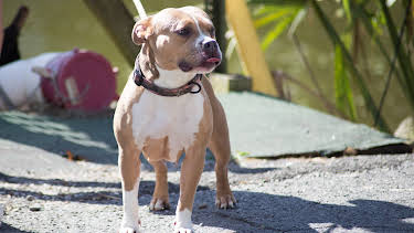 16:00: Pit Bulls & Parolees (S10 E11) (S10) | Animal Planet | 2/18 2026