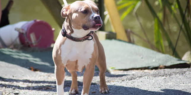 07:40: Pit Bulls & Parolees (S10 E11) (S10) | Animal Planet | 11/29 2025