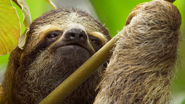 07:55: Unser grüner Planet | ZDFneo | 3/28 2026