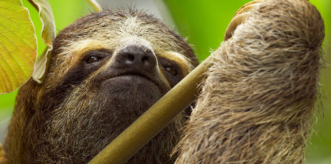 08:10: Unser grüner Planet | ZDFneo | 1/3 2026