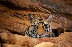 Season 1: Planet Earth: Dynasties I - Tiger