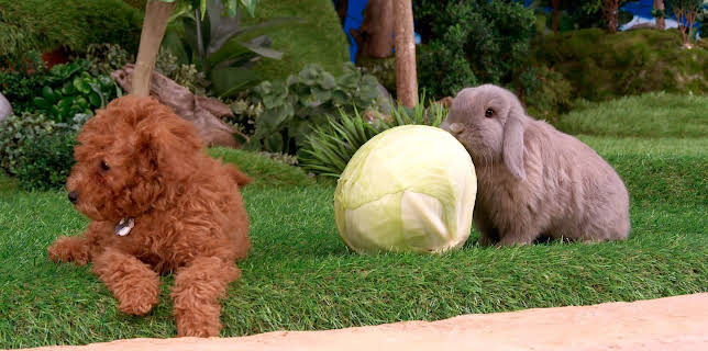 17:20: Rosin og Bolle: Valp til å stole på | NRK Super | 1/12 2026