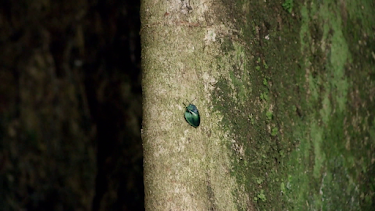 05:30: Die Ausbeutung der Urwälder | SWR Fernsehen BW | 4/9 2026