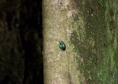 Die Ausbeutung der Urwälder