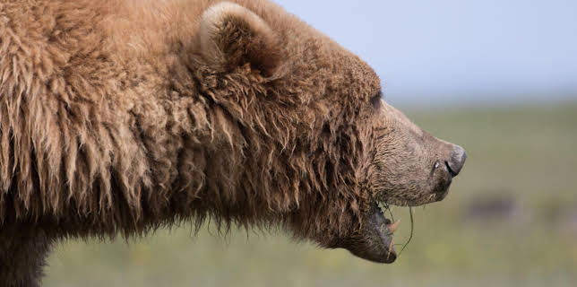 03:05: Grizzlys hautnah (2/2) | RBB Fernsehen | 1/14 2026