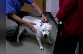 The Dog Rescuers: Episode 6