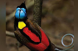 The National Geographic Guide to Landscape and Wildlife Photography: Birds of Paradise: Ultimate Photo Challenge