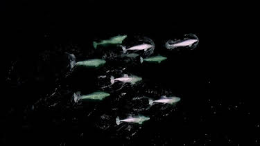 18:35: Kultur im Tierreich | Arte | 4/14 2026