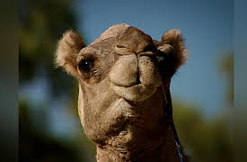 The Best of World's Greatest: Season 1: Extreme Animals