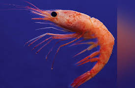 Zoology: Understanding the Animal World: Helpful Corals, Clams, and Crustaceans