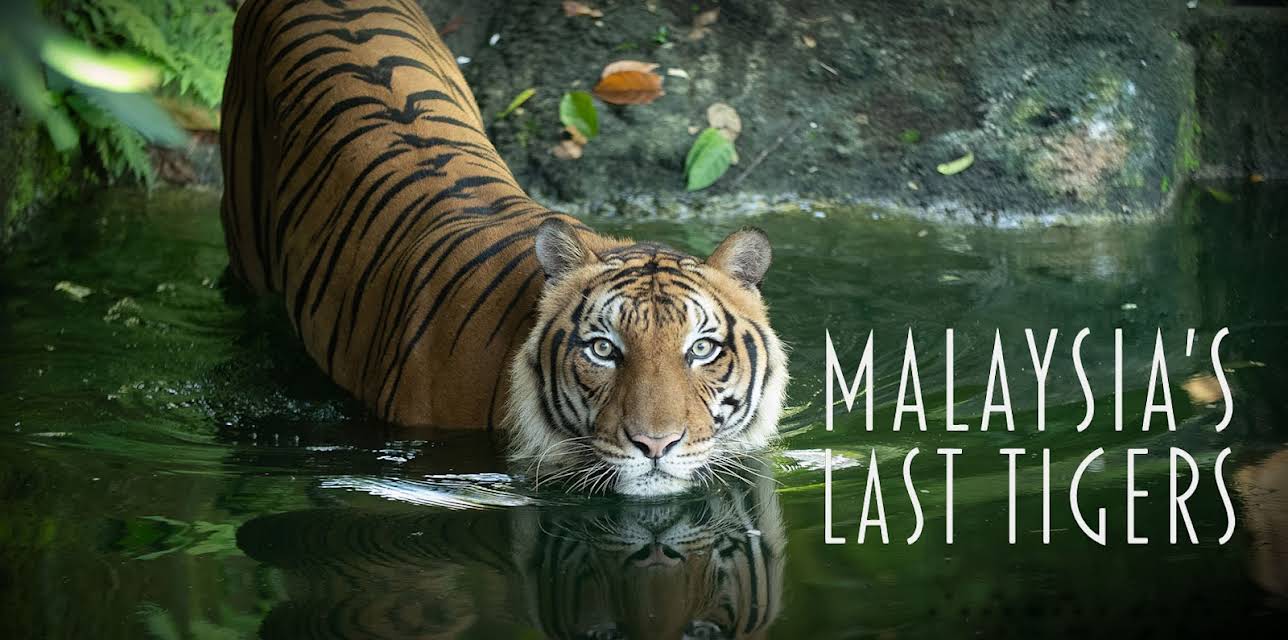 Malaysia's Last Tigers (2021)