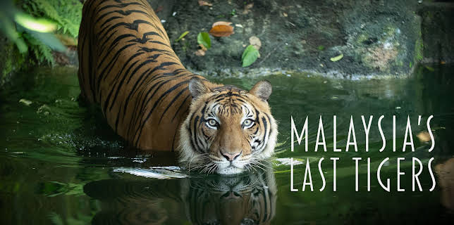 Malaysia's Last Tigers (2021)