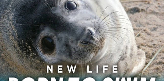 New Life: Born to Swim (2015)