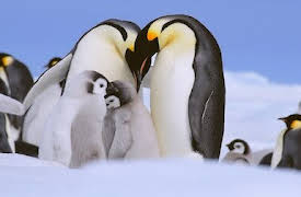 Absurd Planet: Mate Expectations