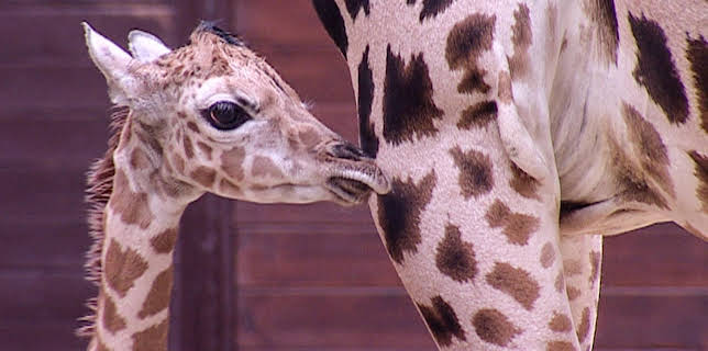 14:25: Elefant, Tiger & Co. (255) | MDR Fernsehen | 2/18 2026