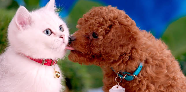 17:20: Rosin og Bolle: Lopper i blodet | NRK 3 | 1/11 2026