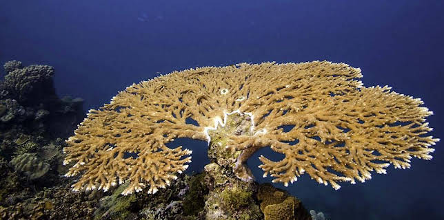 4:15 PM: Oceans | BBC Two | 2/25 2026