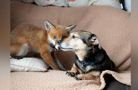 Amazing Animal Friends Season 1: Creature Comforts