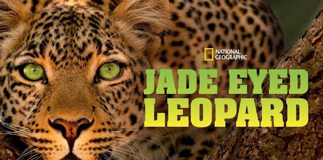 Jade Eyed Leopard (2020)