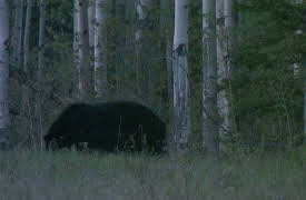 Eastmans' Hunting TV: Spot and Stalk Black Bear Hunting