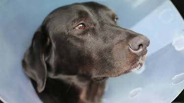 4:00 PM: The Supervet: Noel Fitzpatrick (S5 E13) (S5) | W | 1/18 2026