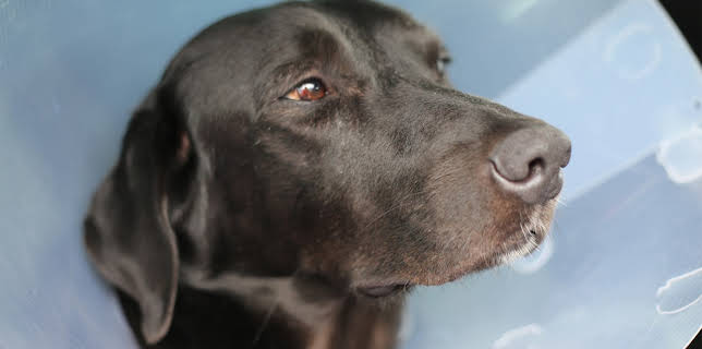 8:00 PM: The Supervet: Noel Fitzpatrick (S5 E13) (S5) | W | 11/22 2025