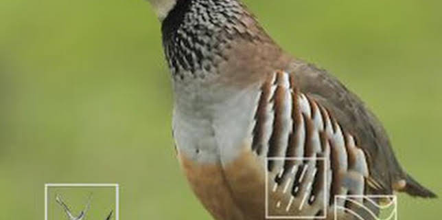 22:40: Zorros y perdices de dehesa | Caza y Pesca | 12/28 2025