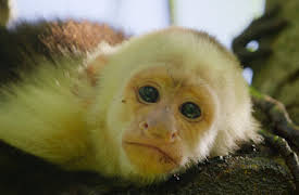 Wild Babies: Stora familjer