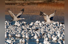 The National Geographic Guide to Birding in North America: Birding Sites in Western North America