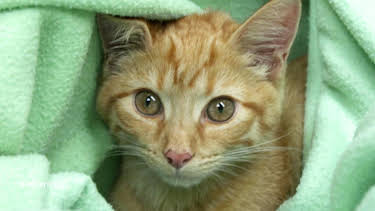 13:00: Die Tierärzte - Retter mit Herz (28/60) | Das Erste | 4/18 2026