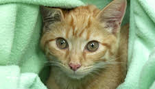 Die Tierärzte - Retter mit Herz (28)