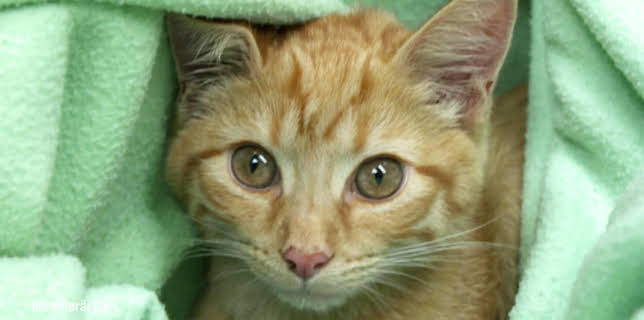 10:25: Die Tierärzte - Retter mit Herz (28) | WDR Fernsehen | 2/17 2026