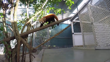 14:05: Crikey! It's the Irwins (S1 E8) (S1) | Animal Planet | 12/27 2025