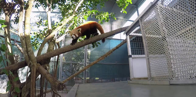 13:05: Crikey! It's the Irwins (S1 E8) (S1) | Animal Planet | 12/27 2025